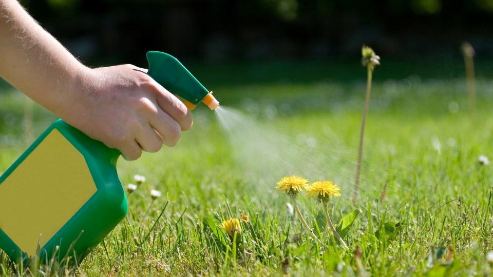 When Is The Best Time Of The Year To Use Weed Control Spray?