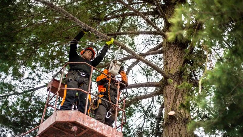 10 warning signs that indicate it’s time to call a tree-cutting service