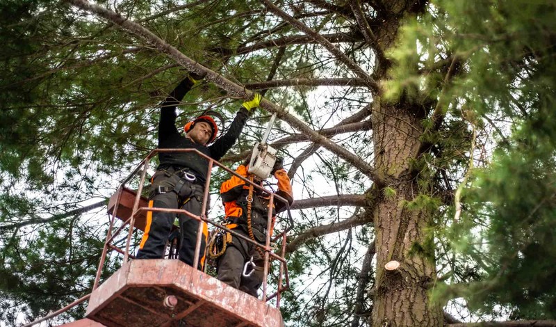 10 warning signs that indicate it’s time to call a tree-cutting service