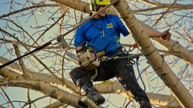 9 Reasons Why You Need Professionals for Tree Pruning in North Shore