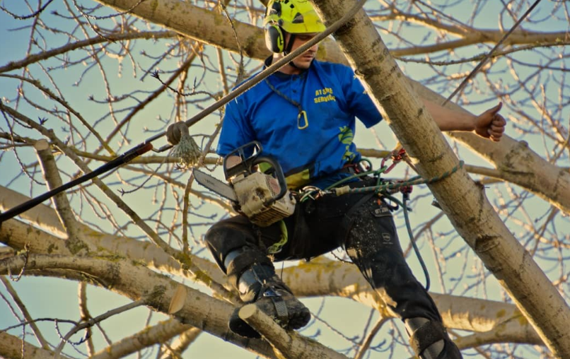 9 Reasons Why You Need Professionals for Tree Pruning in North Shore