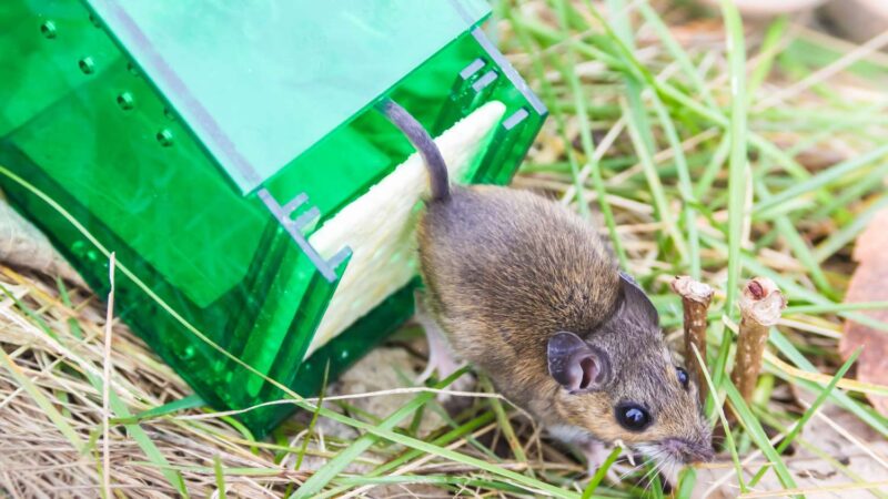 Is Humane Mouse Removal Really Effective?