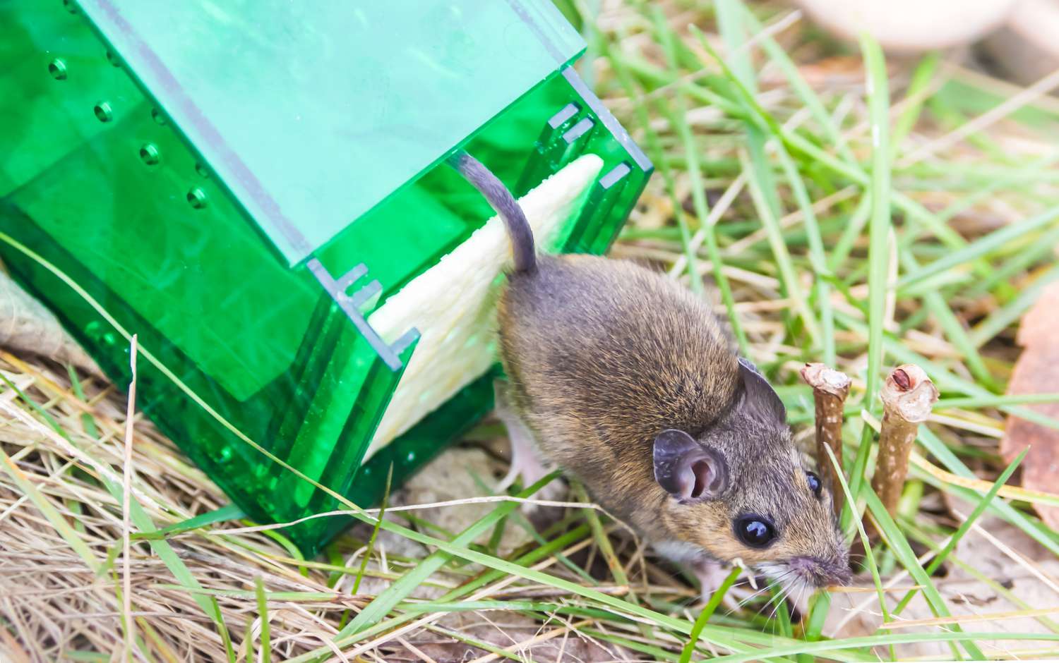 Is Humane Mouse Removal Really Effective?