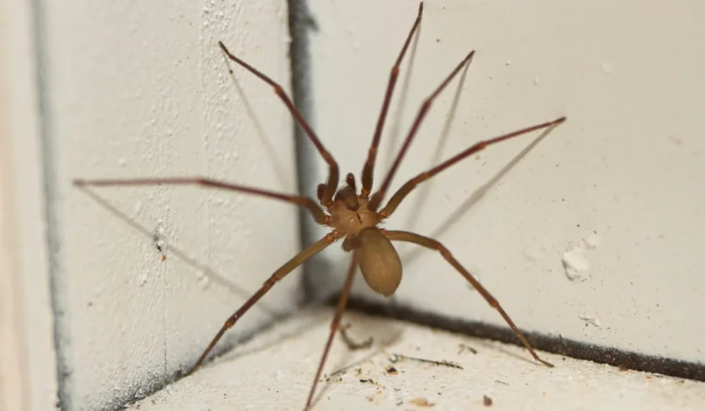 The Role of Professional Pest Control in St. Louis Spider Infestation