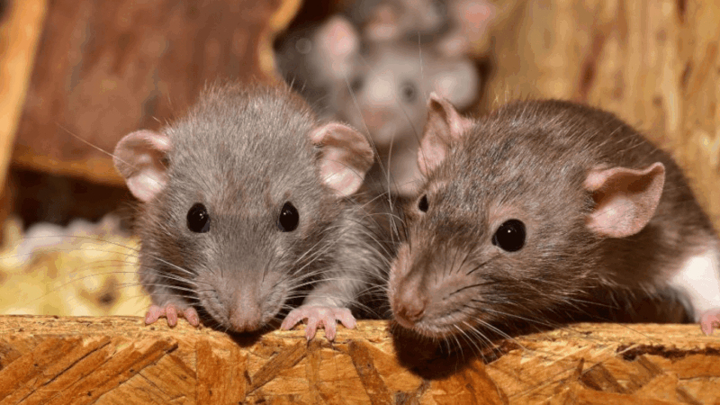 Rodents in Redmond Homes: Why Tree Canopy & Lakeshore Attract Mice
