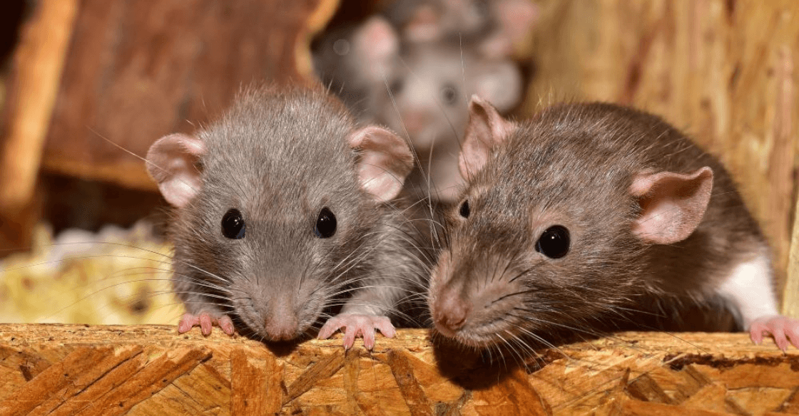 Rodents in Redmond Homes: Why Tree Canopy & Lakeshore Attract Mice