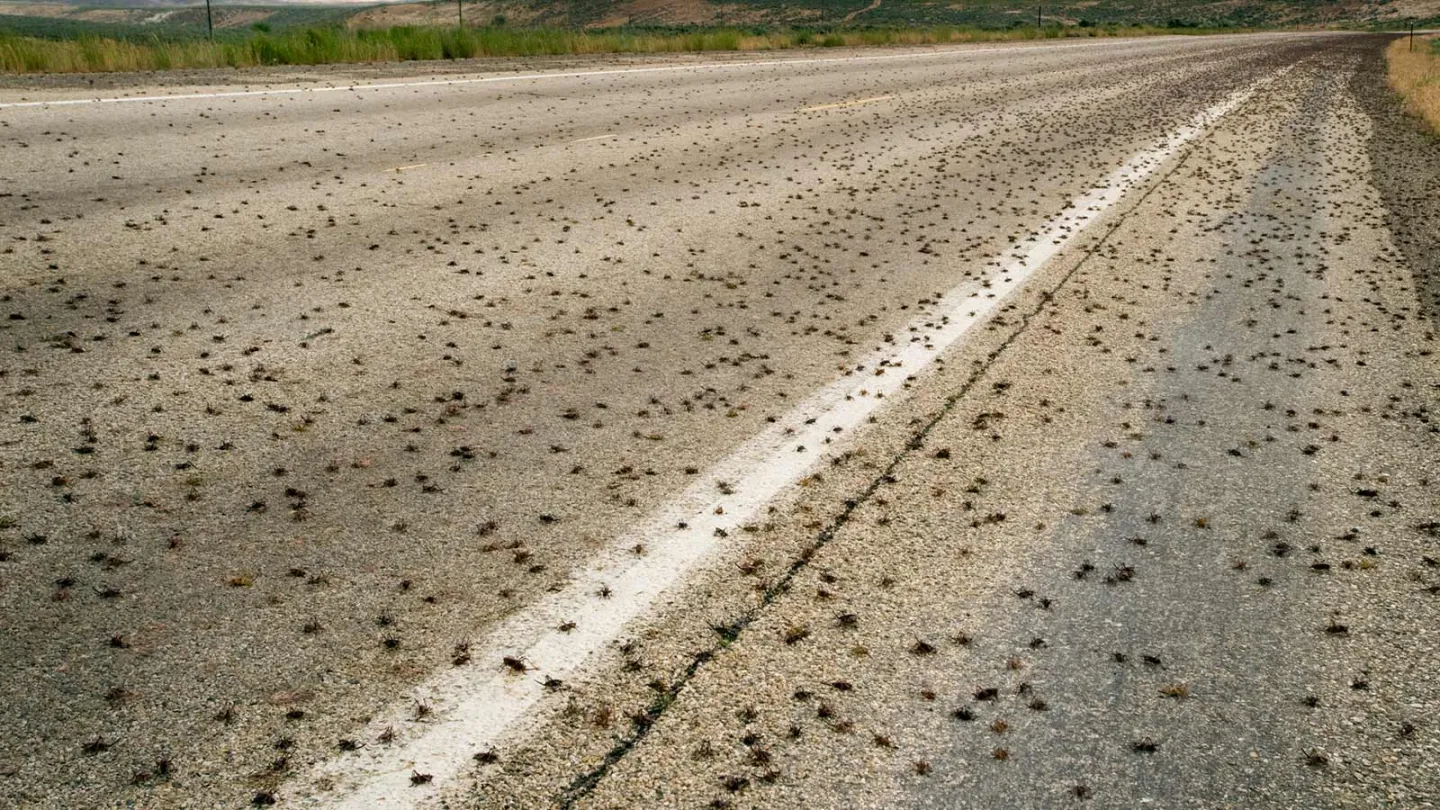 The Link Between Cluttered Elgin Garages and Cricket Infestations