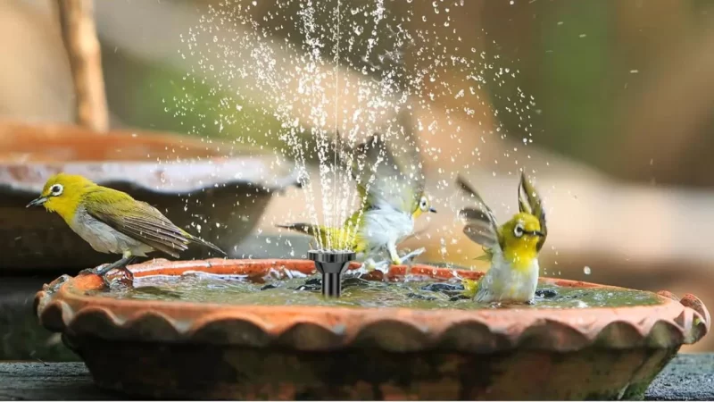 Why Backyard Bird Baths Are a Top Mosquito Breeding Spot in Phoenix