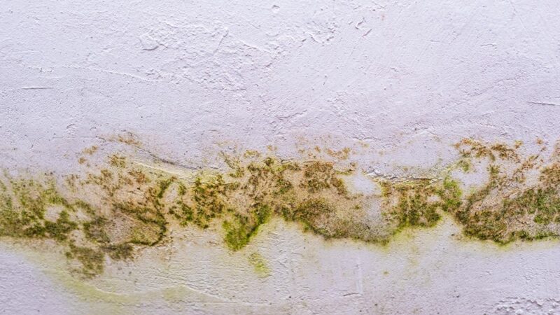 Why Professional Mold Removal Is Essential for Your Home